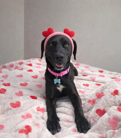 picture of the dog needing adoption