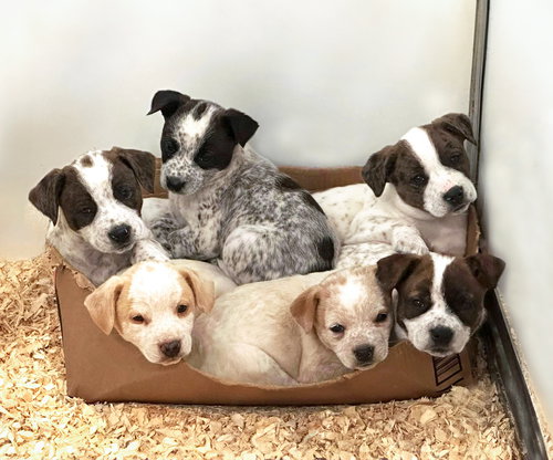 picture of the dog needing adoption