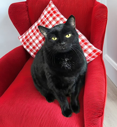 Luna, Young Domestic Short Hair (short coat), cat for adoption in Lancaster, Pennsylvania