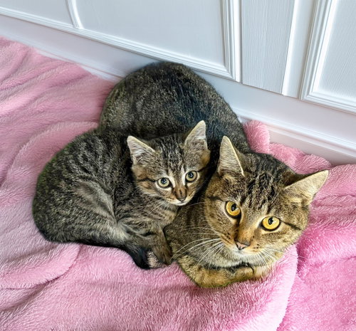 Gypsy and Jasper, Young Domestic Short Hair (short coat), cat for adoption in Lancaster, Pennsylvania