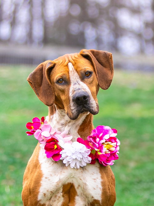 Addie, an adoptable Coonhound in Unionville, PA