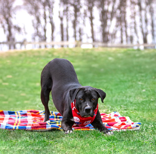 Bronx, an adoptable Terrier in Unionville, PA