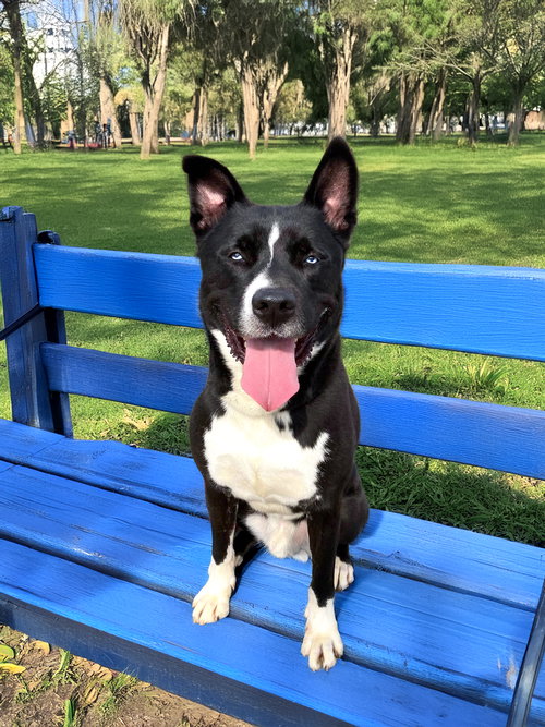 picture of the dog needing adoption