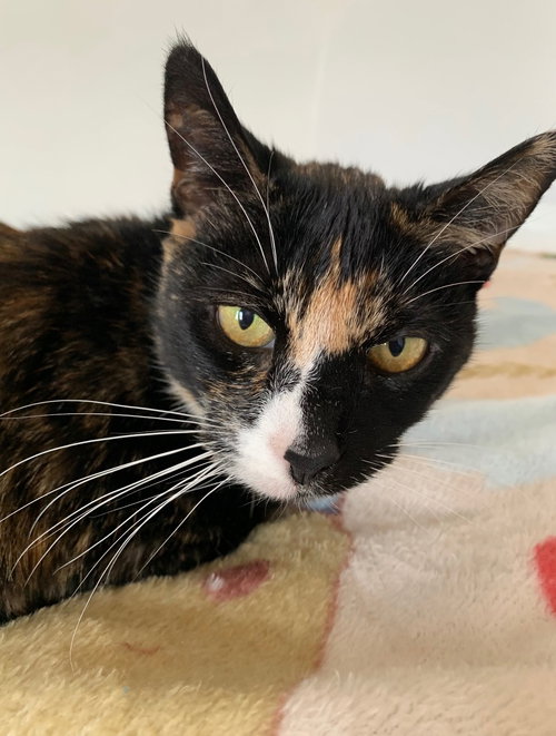 Solange, an adoptable Domestic Short Hair in Unionville, PA