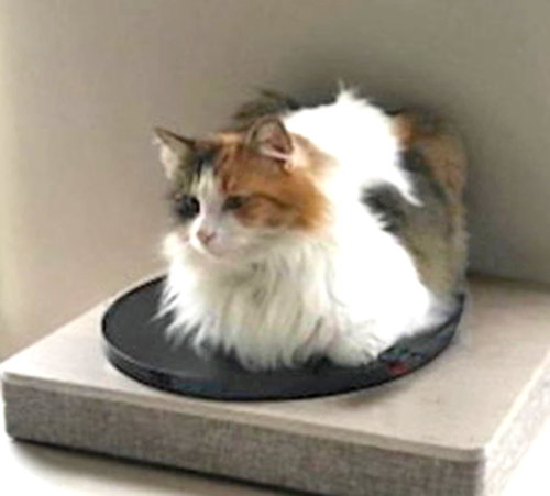 Miss Daisy, an adoptable Domestic Long Hair in Unionville, PA