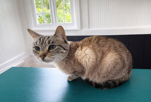 Prairie, an adoptable Domestic Short Hair in Unionville, PA
