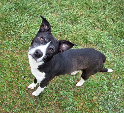 Bailey, an adoptable Border Collie in Unionville, PA