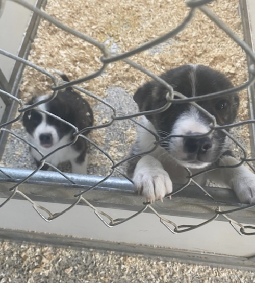 picture of the dog needing adoption