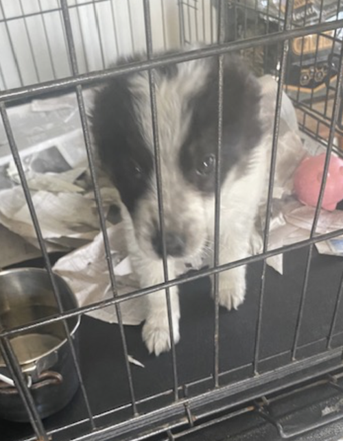 picture of the dog needing adoption