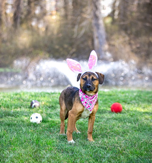 Shep Mix Pups Female, an adoptable Shepherd in Unionville, PA