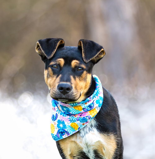 picture of the dog needing adoption