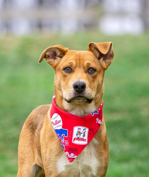 Shep Mix Pups Male, an adoptable Shepherd in Unionville, PA