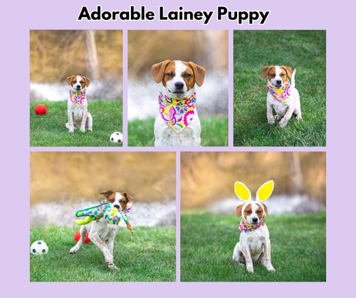 Lainey's Pups Girls, an adoptable Unknown breed in Unionville, PA