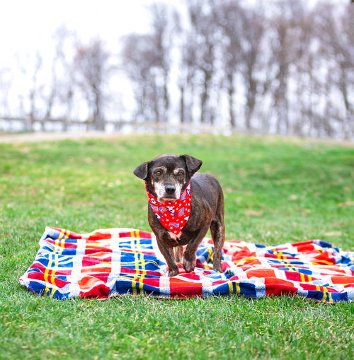 Tiny, an adoptable Dachshund in Unionville, PA