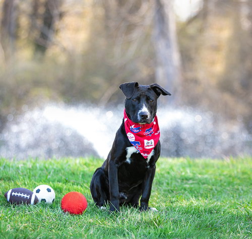 Lewis, an adoptable Labrador Retriever in Unionville, PA