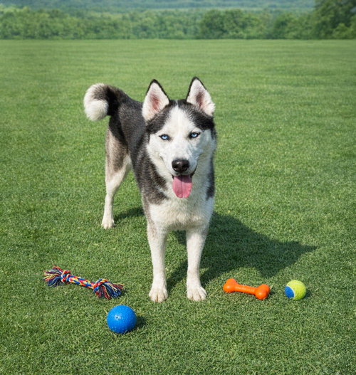 Yukon, an adoptable Unknown breed in Unionville, PA