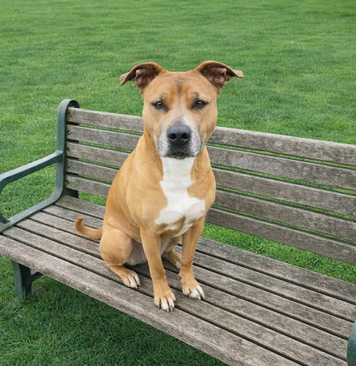 Rose, an adoptable Terrier in Unionville, PA