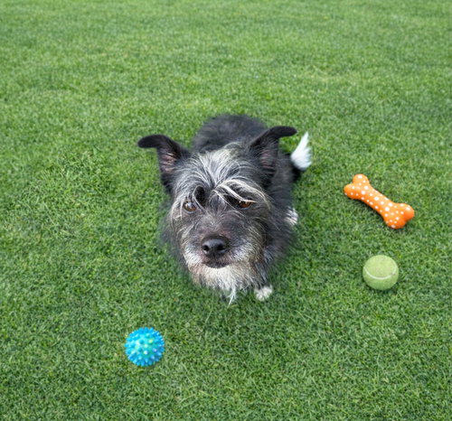 Fluffy, an adoptable Terrier in Unionville, PA