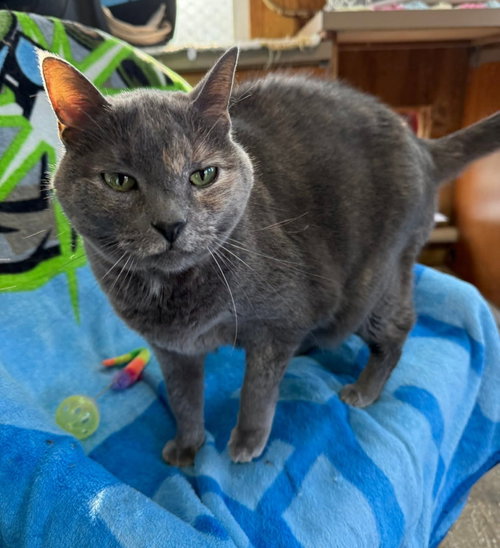 Cairo, an adoptable Domestic Short Hair in Unionville, PA