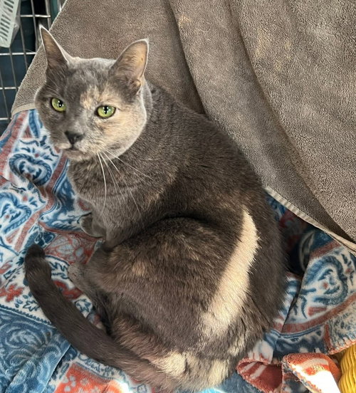 picture of the cat needing adoption