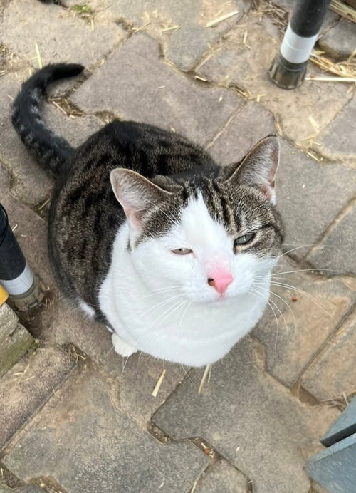 Philly, Adult Domestic Short Hair (short coat), cat for adoption in Lancaster, Pennsylvania