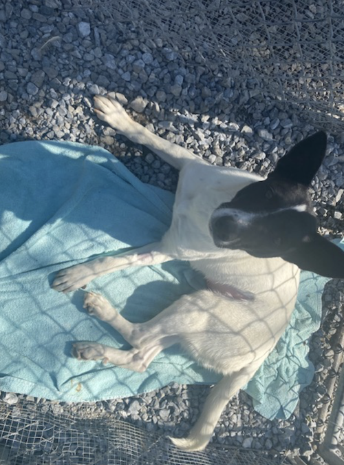 picture of the dog needing adoption