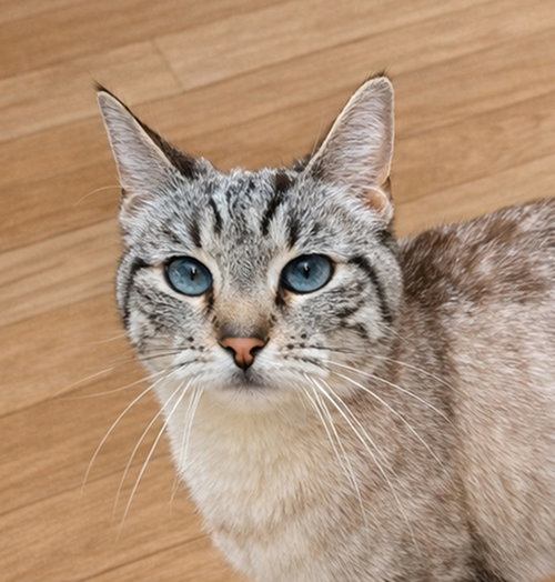 Prairie, Domestic Short Hair / Mixed (medium coat), cat for adoption in Lancaster, Pennsylvania