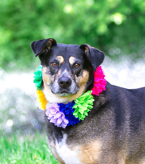 Lucy, an adoptable Shepherd in Unionville, PA