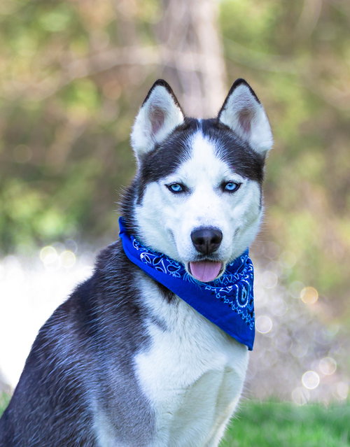 Yukon, an adoptable Husky in Unionville, PA