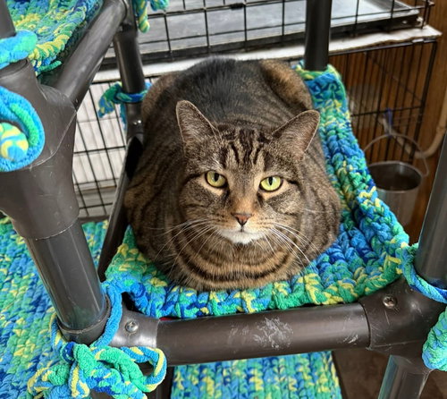 Grizzly, Adult Domestic Short Hair (short coat), cat for adoption in Lancaster, Pennsylvania