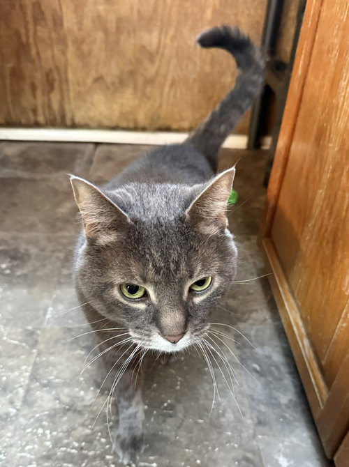 Bowie, Adult Domestic Short Hair (short coat), cat for adoption in Lancaster, Pennsylvania