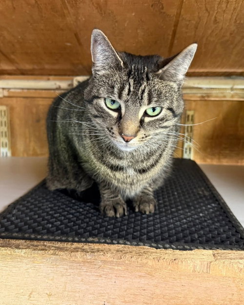 Ziggy, Adult Domestic Short Hair (short coat), cat for adoption in Lancaster, Pennsylvania