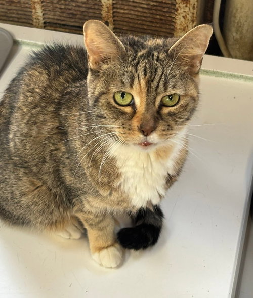 Abigail, Senior Domestic Short Hair (short coat), cat for adoption in Lancaster, Pennsylvania