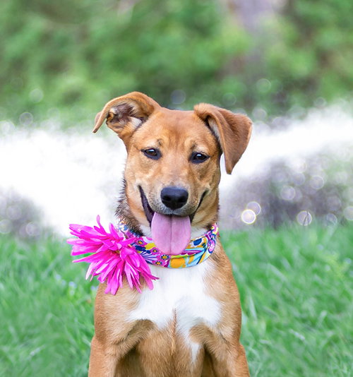 Carmelita, an adoptable Shepherd in Unionville, PA