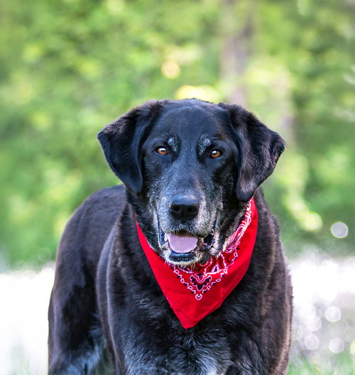 Gandolph, an adoptable Labrador Retriever in Unionville, PA