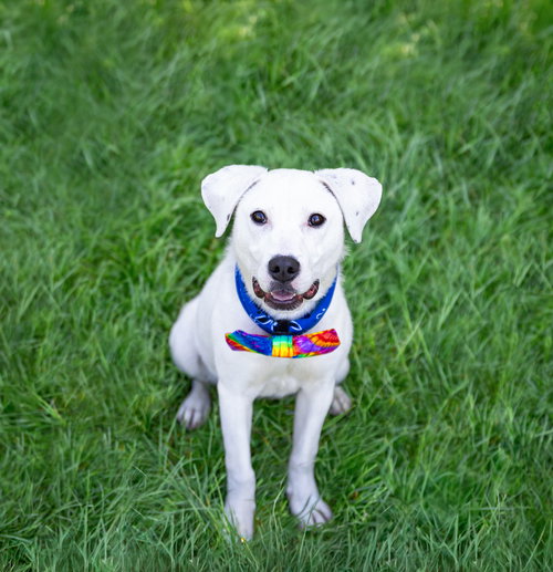 Snowball, an adoptable Labrador Retriever in Unionville, PA