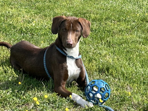 Hershey, an adoptable Labrador Retriever in Unionville, PA