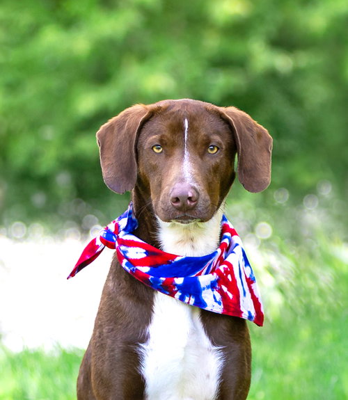 Hershey, an adoptable Labrador Retriever in Unionville, PA