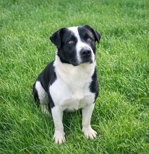 Murphy, an adoptable Labrador Retriever in Unionville, PA
