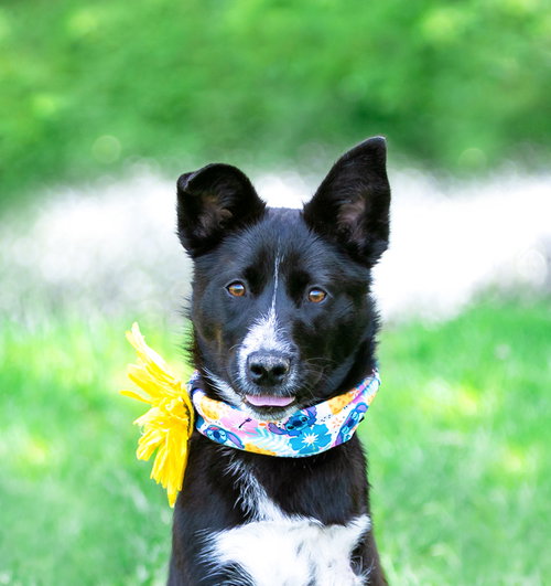 Josie, an adoptable Border Collie in Unionville, PA