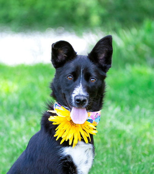 Josie, an adoptable Border Collie in Unionville, PA
