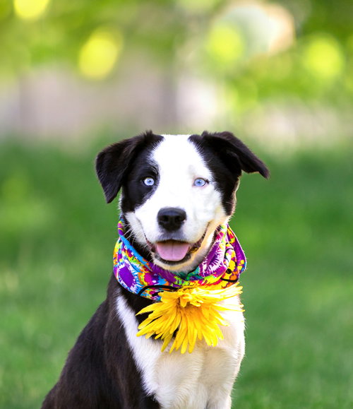 Zoey, an adoptable Collie in Unionville, PA