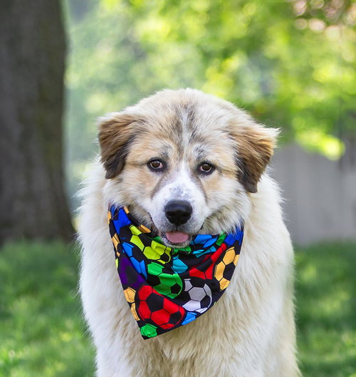 Joe, an adoptable Great Pyrenees in Unionville, PA