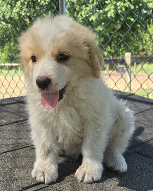 Pyr/Yel Lab Pups Boys, an adoptable Great Pyrenees in Unionville, PA