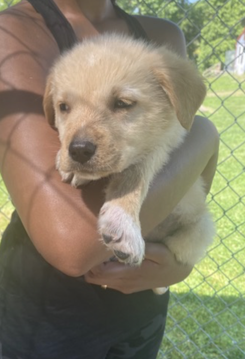 Pyr/Yellow Lab Pups Girls, an adoptable Great Pyrenees in Unionville, PA
