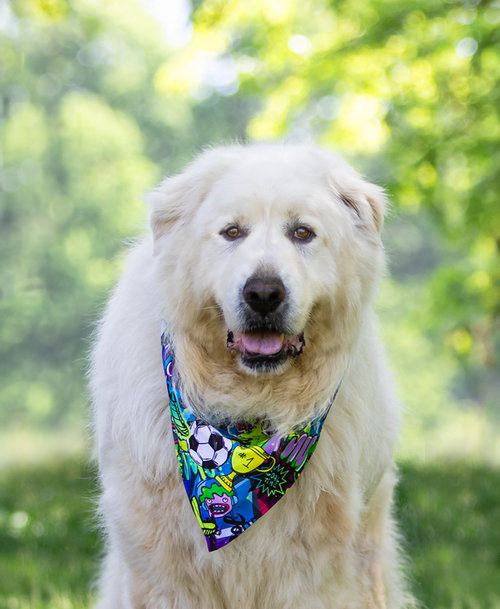 Ludo, an adoptable Great Pyrenees in Unionville, PA
