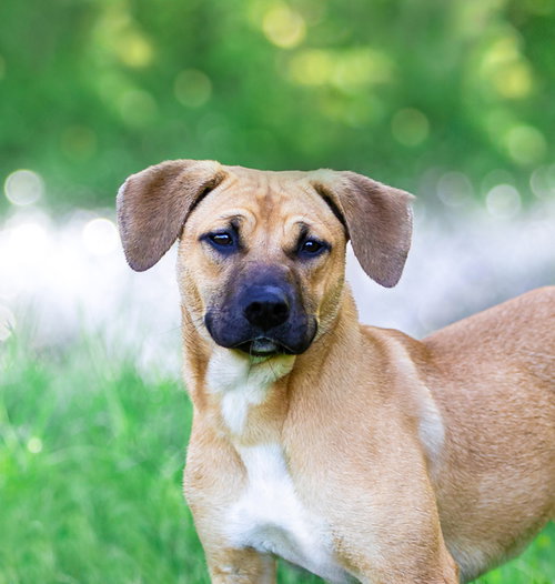 Trudy, an adoptable Shepherd in Unionville, PA
