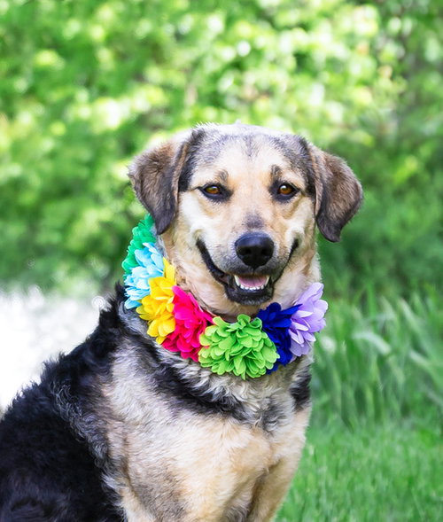 Nala, an adoptable Shepherd in Unionville, PA