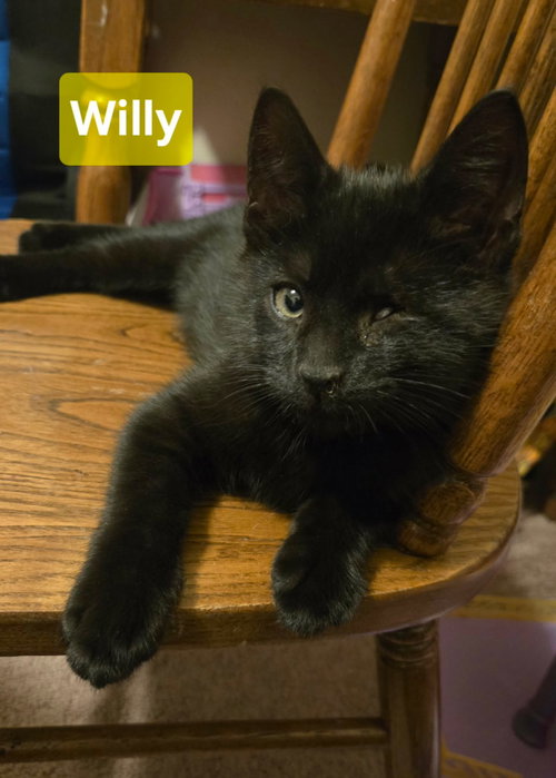 Willy