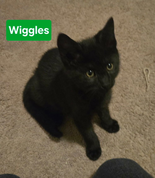 Wiggles